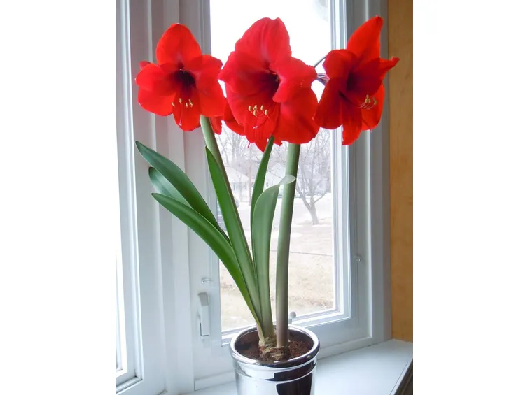 Amaryllis