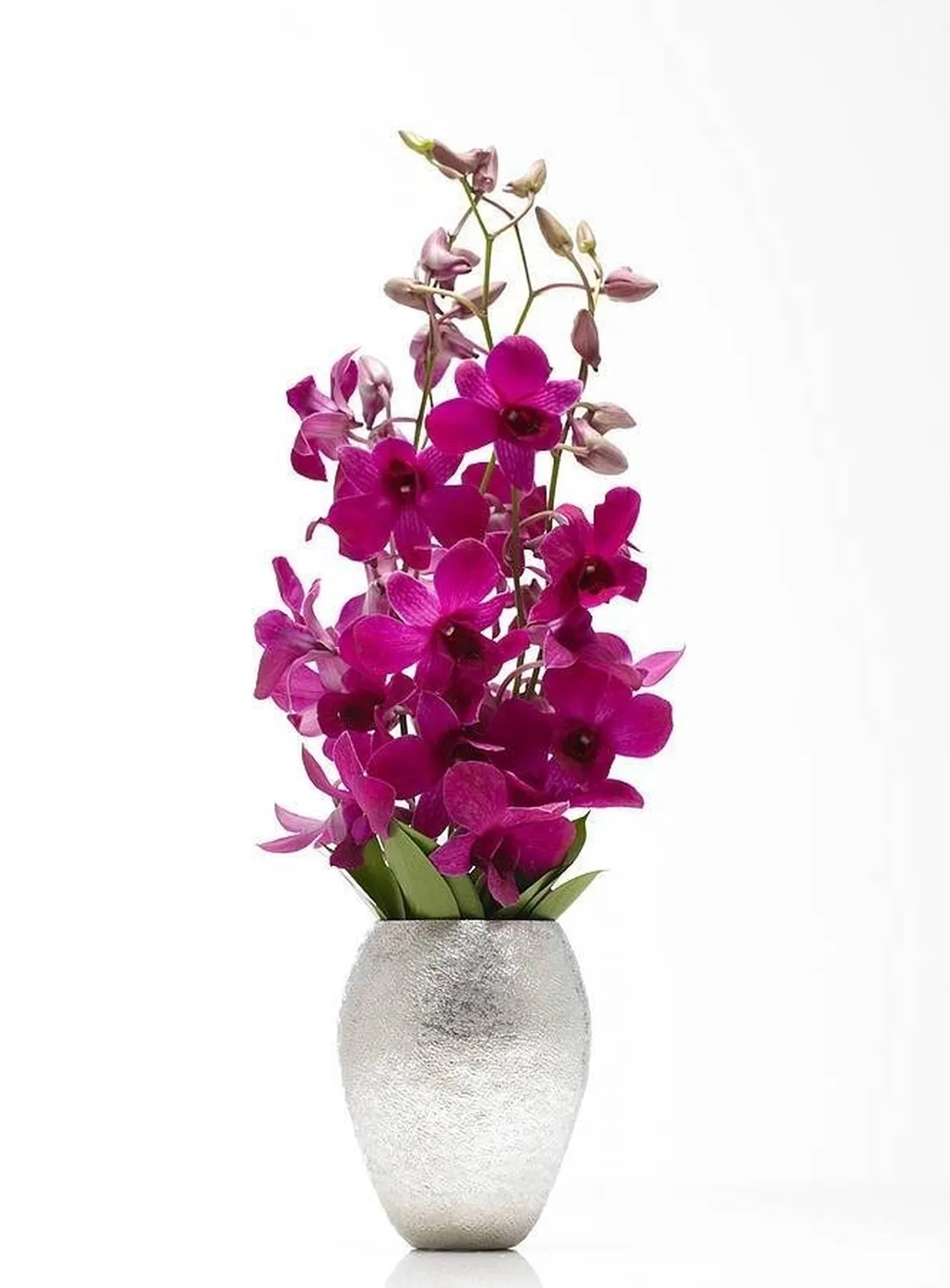 orchidea