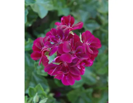 petunia
