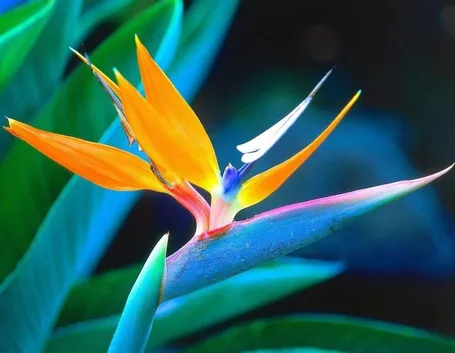 fiore