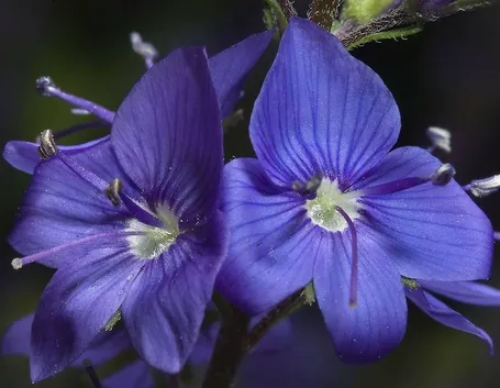 veronica