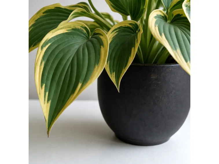 pianta