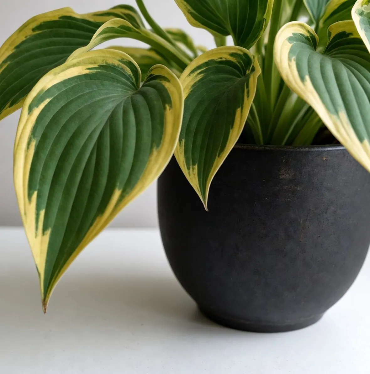 pianta