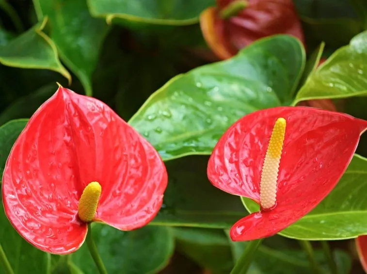 anthurium rosso