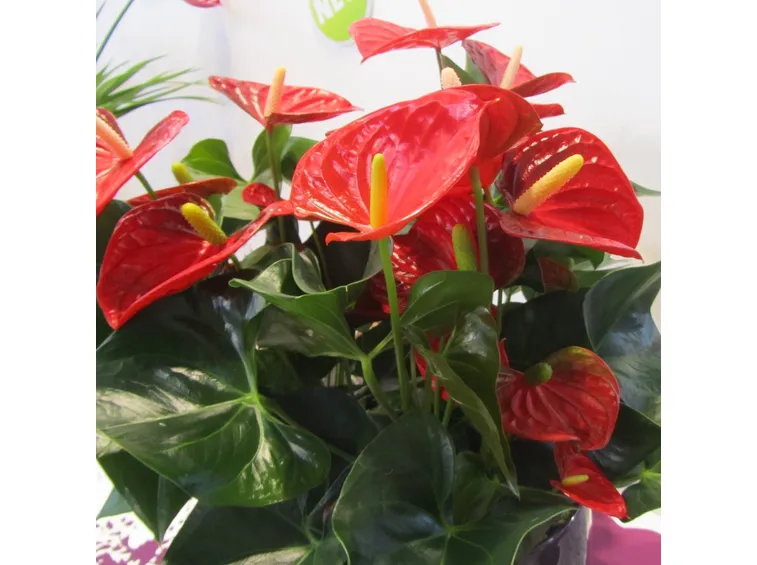 Pianta di anthurium rossa