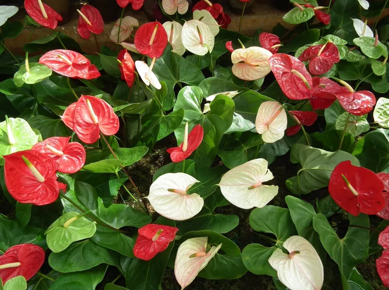 Piante di anthurium colorate