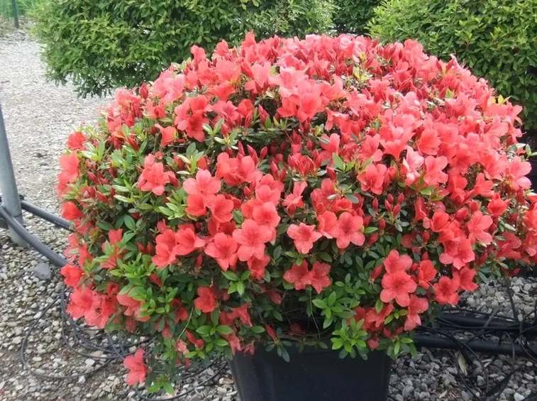 Una bellissima azalea