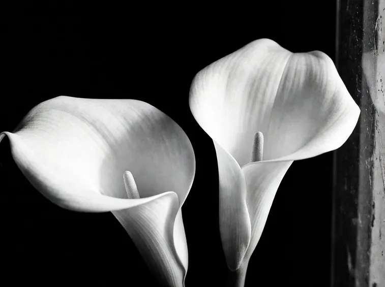 La calla in una delle tante rappresentazioni artistiche.