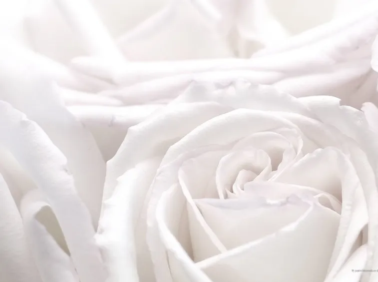 rose bianche