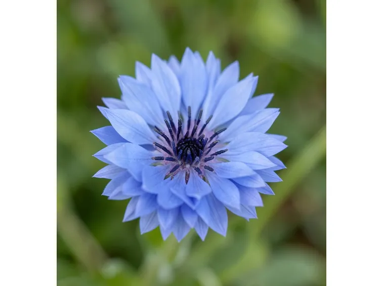 fiordaliso