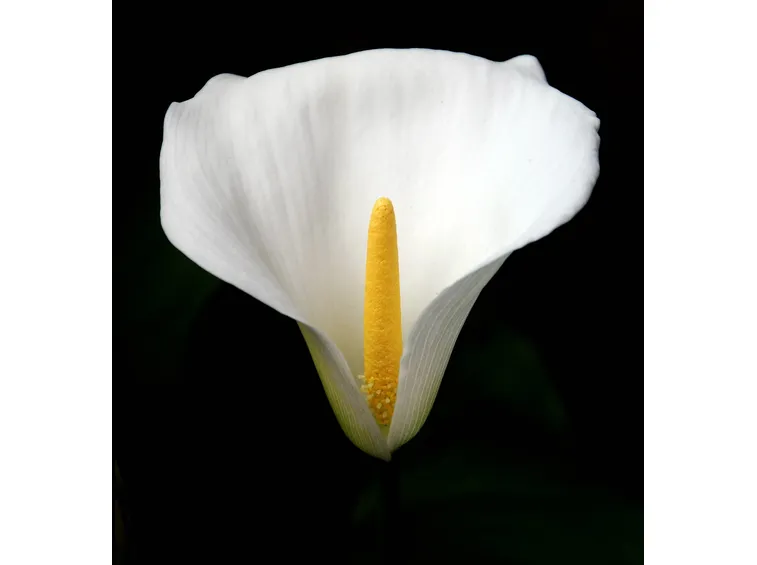 La calla (Zantedeschia aethiopica).