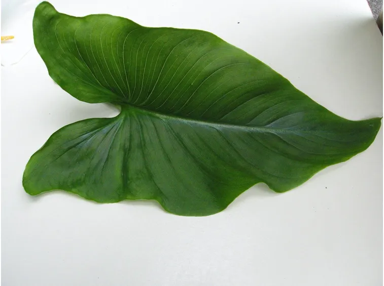 Per facilitare una seconda fioritura si sconsiglia di tagliare le foglie di calla finché non ingialliscono.