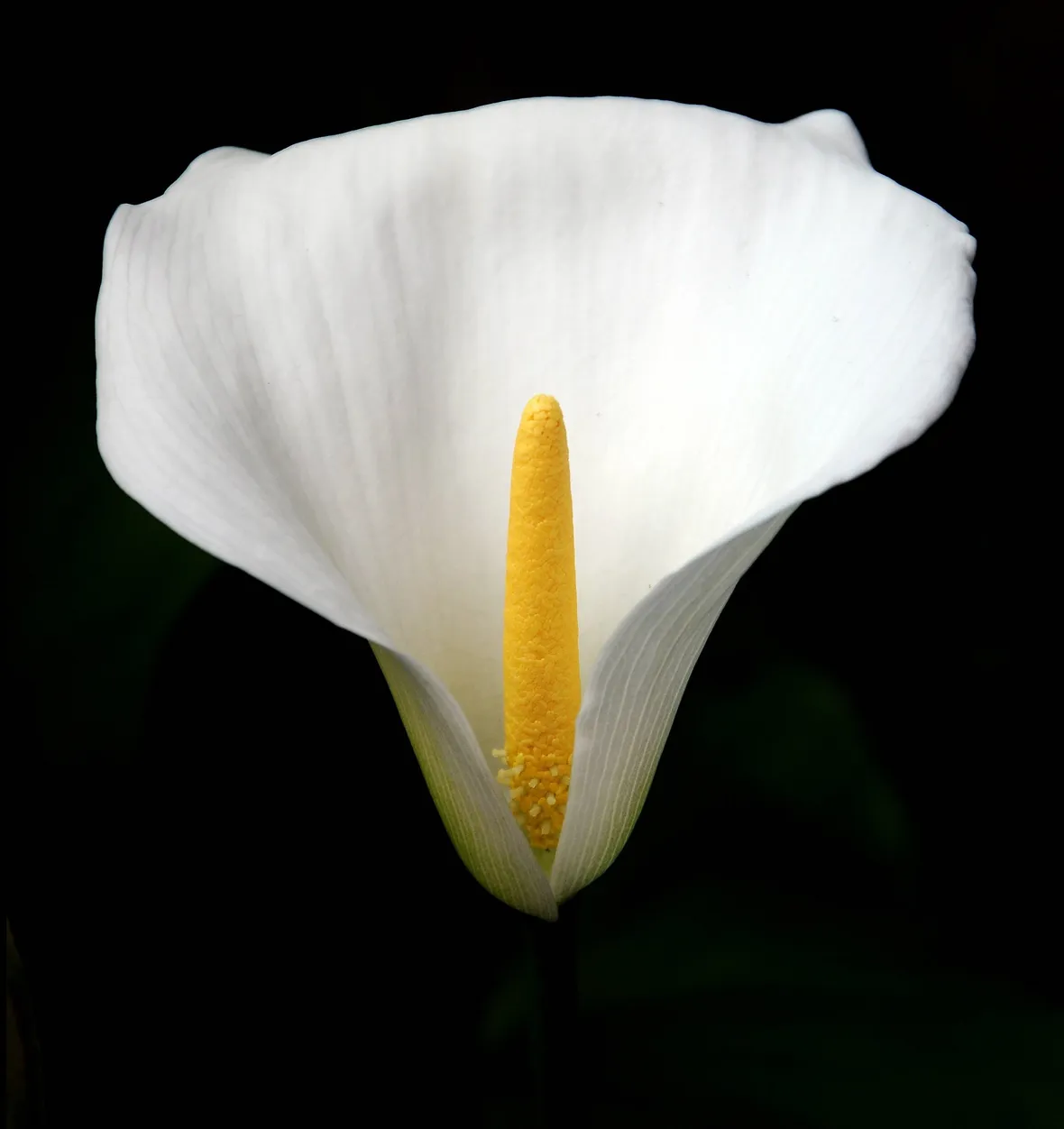 La calla (Zantedeschia aethiopica).