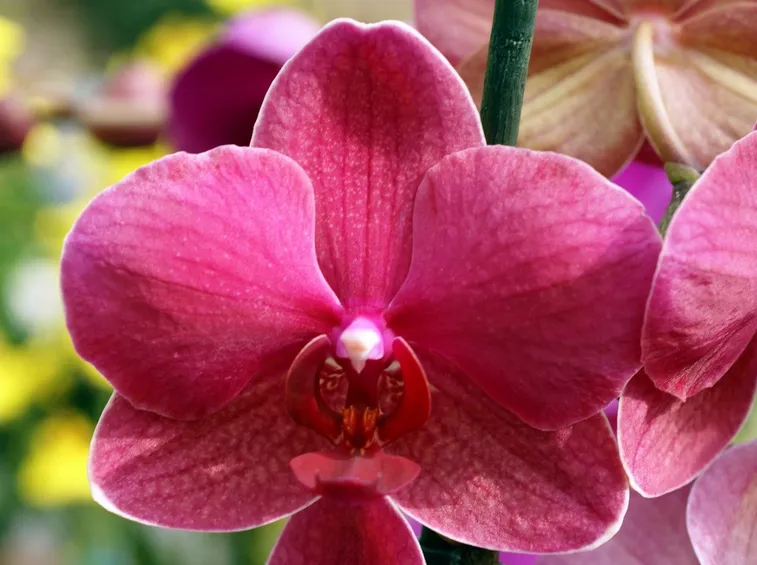 fiore orchidea