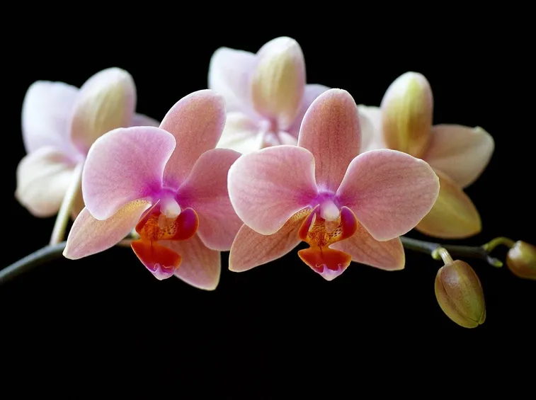 fiori orchidea