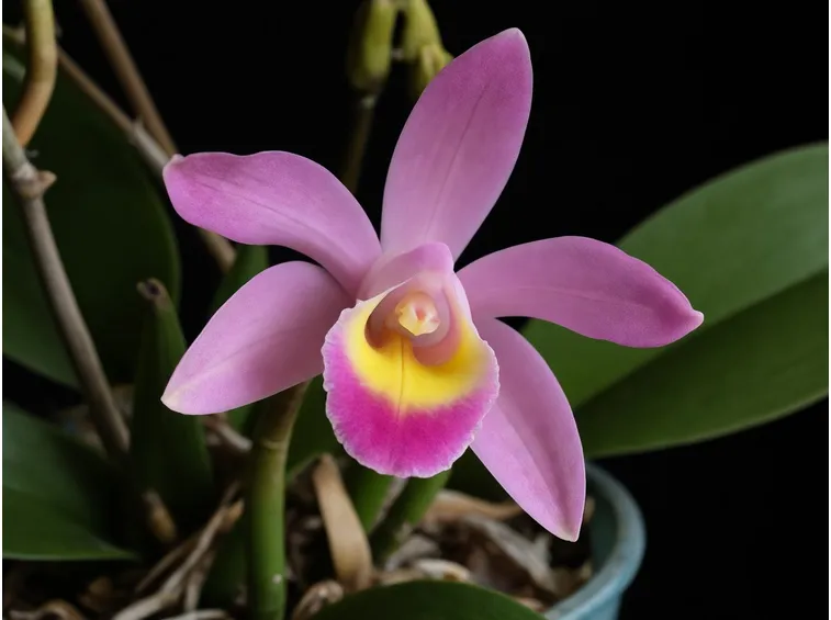 fiore orchidea