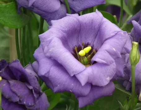Lisianthus viola