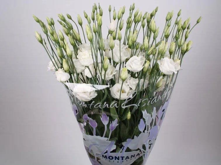 Esemplare di montana lisianthus