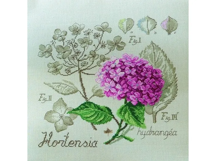 ortensia o rosa del Giappone