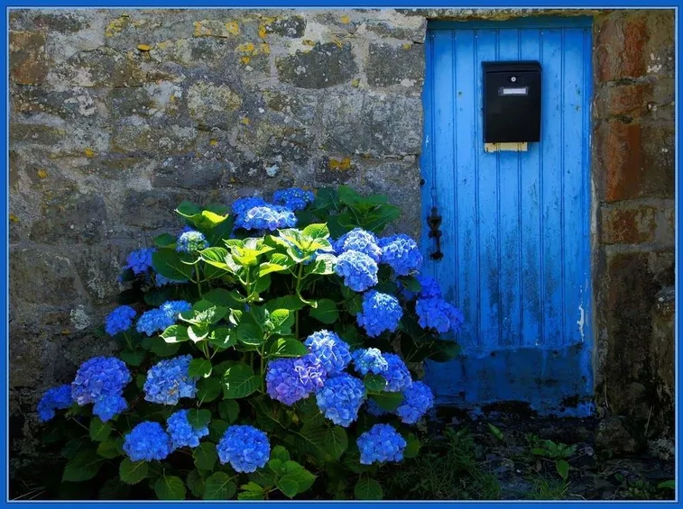ortensia blu