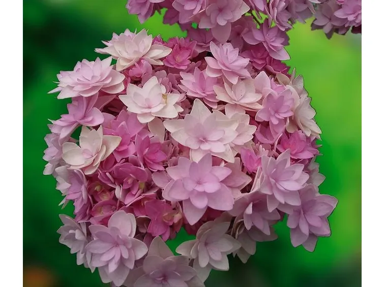 fiori di ortensia