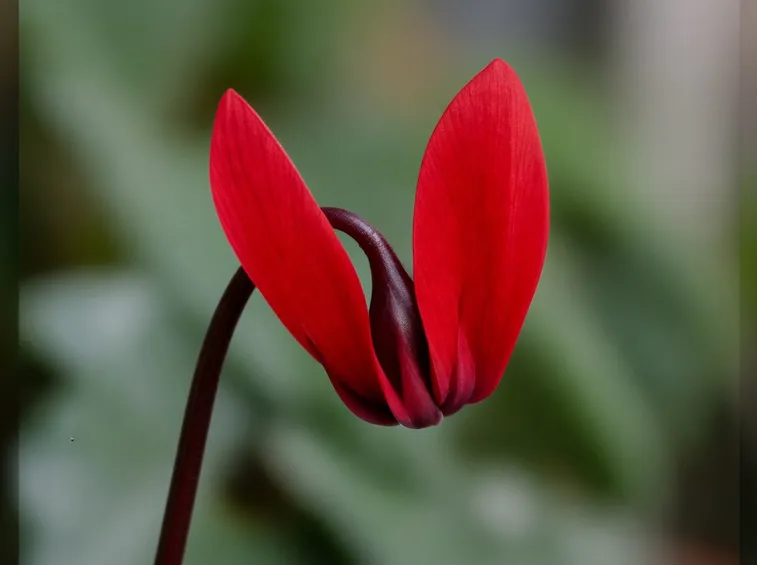 Fiore rosso di ciclamino