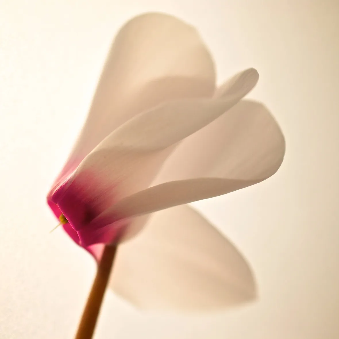 Un fiore di ciclamino bianco