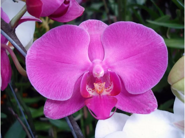 Orchidea viola.