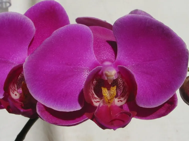La Phalaenopsis è l'orchidea più diffusa.