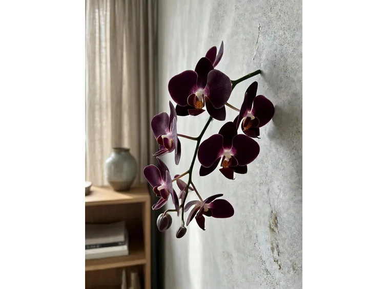 Significato orchidea nera