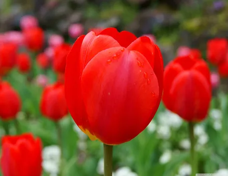tulipano rosso