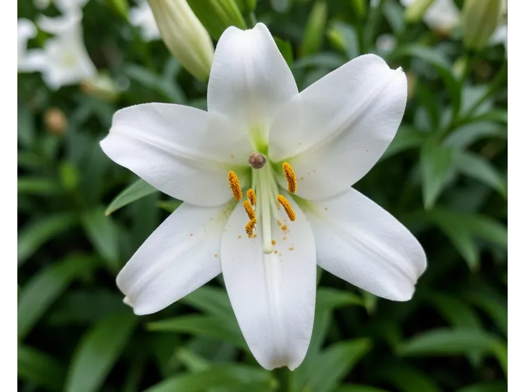 fiore giglio