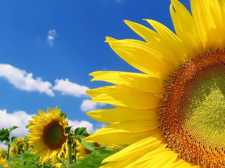 girasole