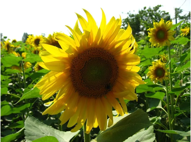 girasole