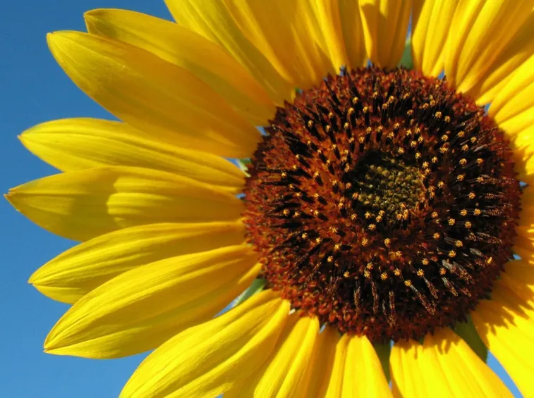 girasoli