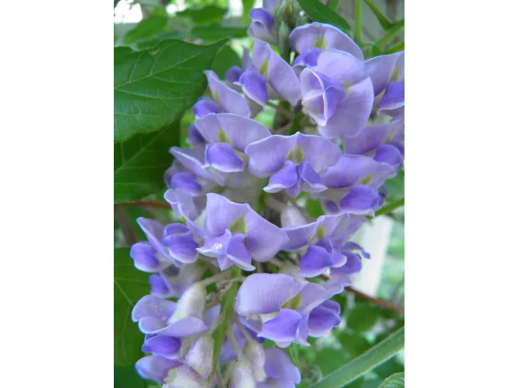 glicine