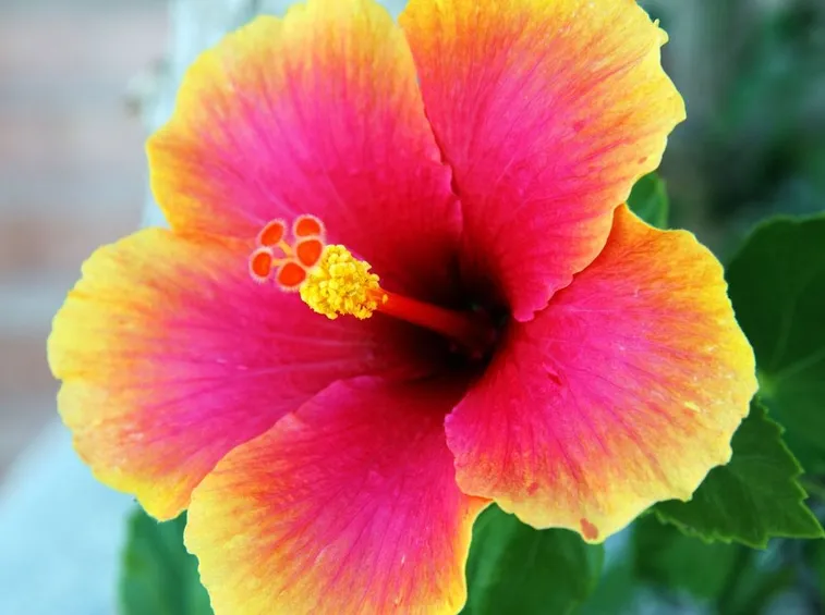 fiore ibisco