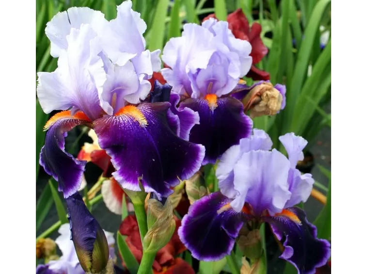 fiore iris