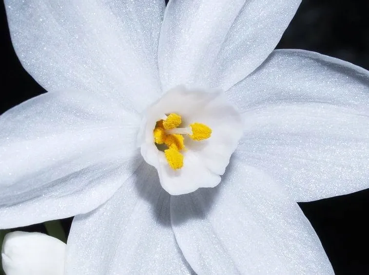 narciso
