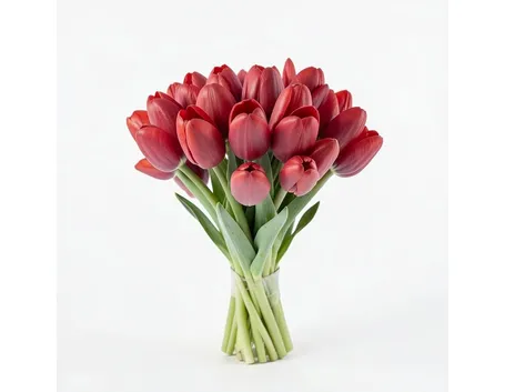 tulipani