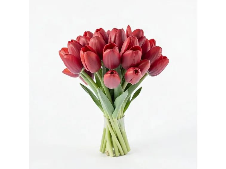 tulipani