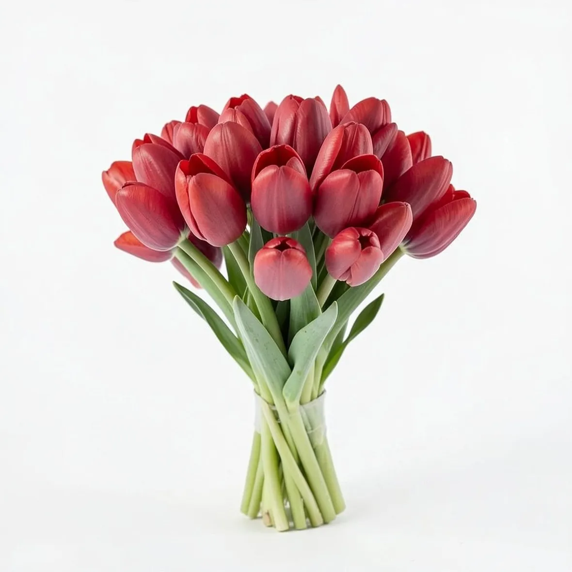 tulipani