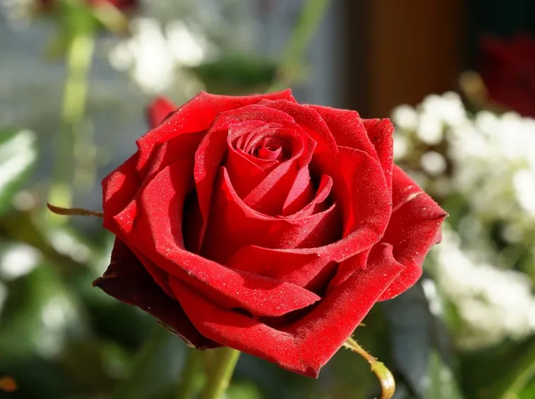 rosa rossa