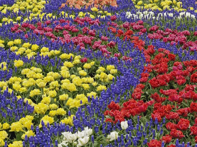 Allestire un campo di fiori