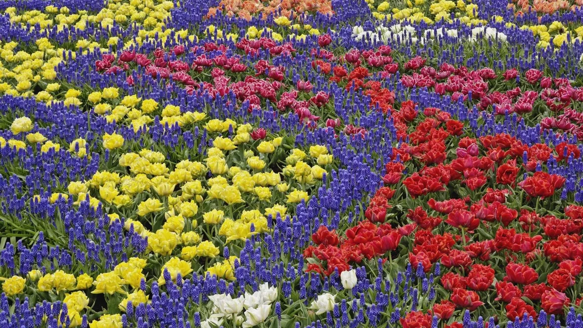 Allestire un campo di fiori
