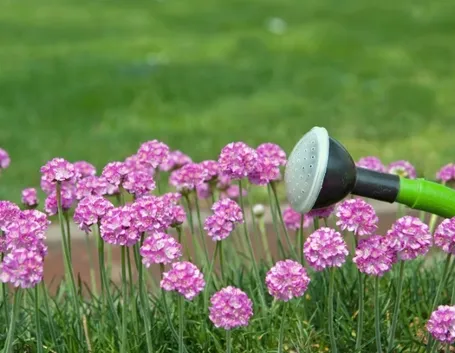 Irrigazione fiori