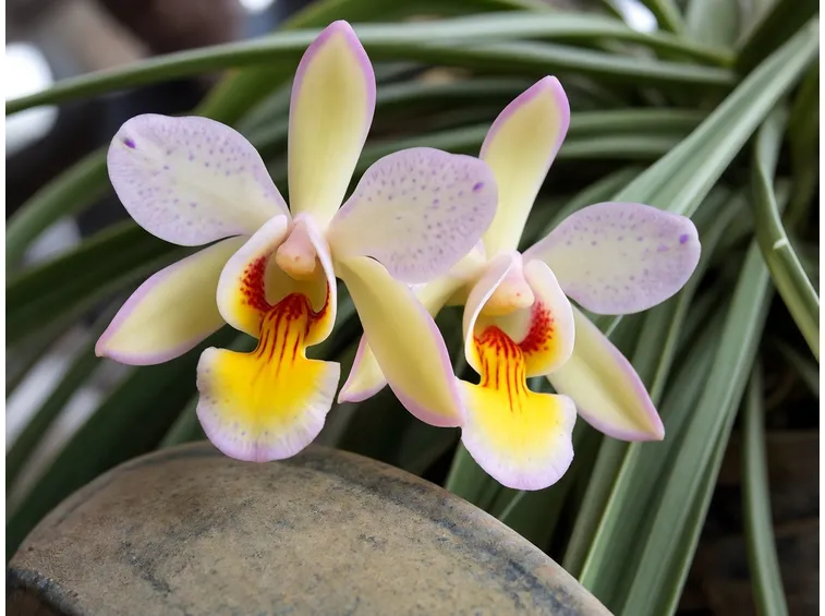 Coltivazione orchidee