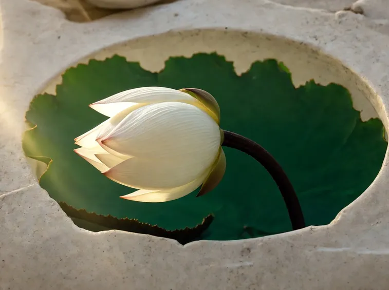 Esposizione fiore di loto