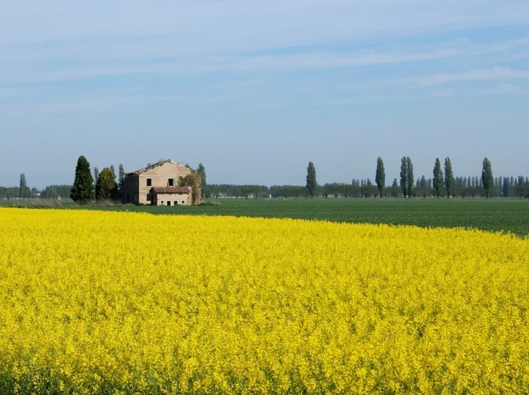 campi di colza