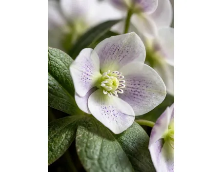helleborus orientalis